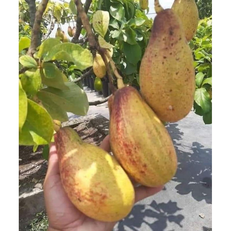 bibit alpukat yellow vietnam