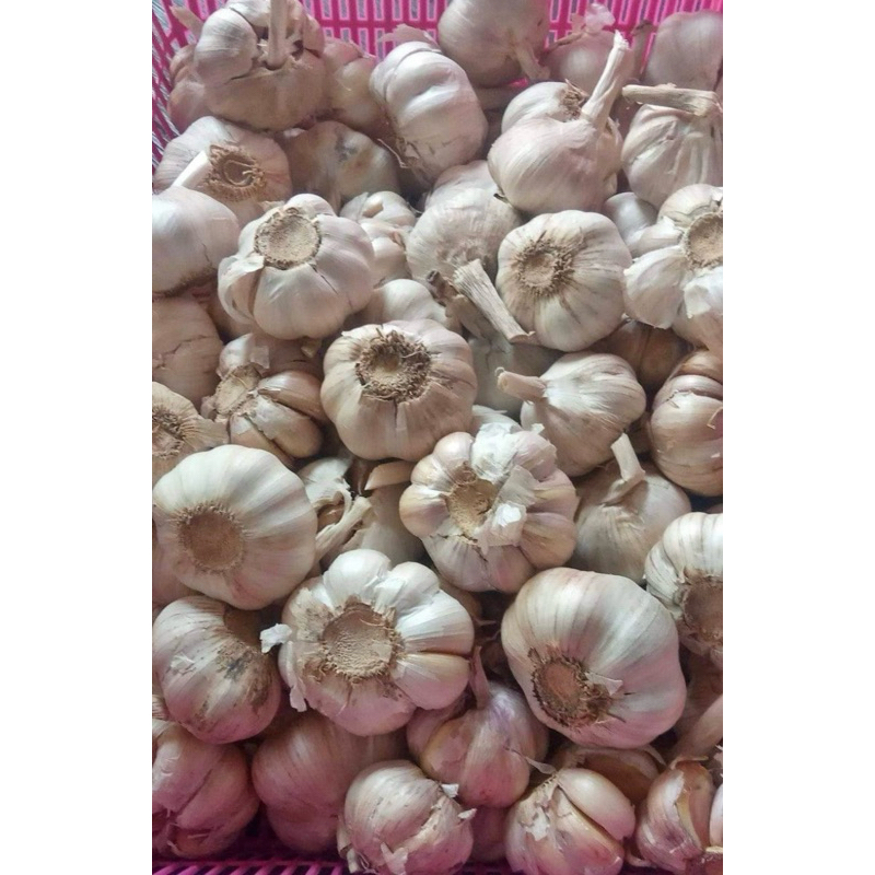 

BAWANG PUTIH 1 KG / 1/2 KG