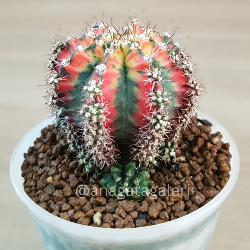 Gymnocalycium Multicolor B | Kaktus Gymno Euphorbia