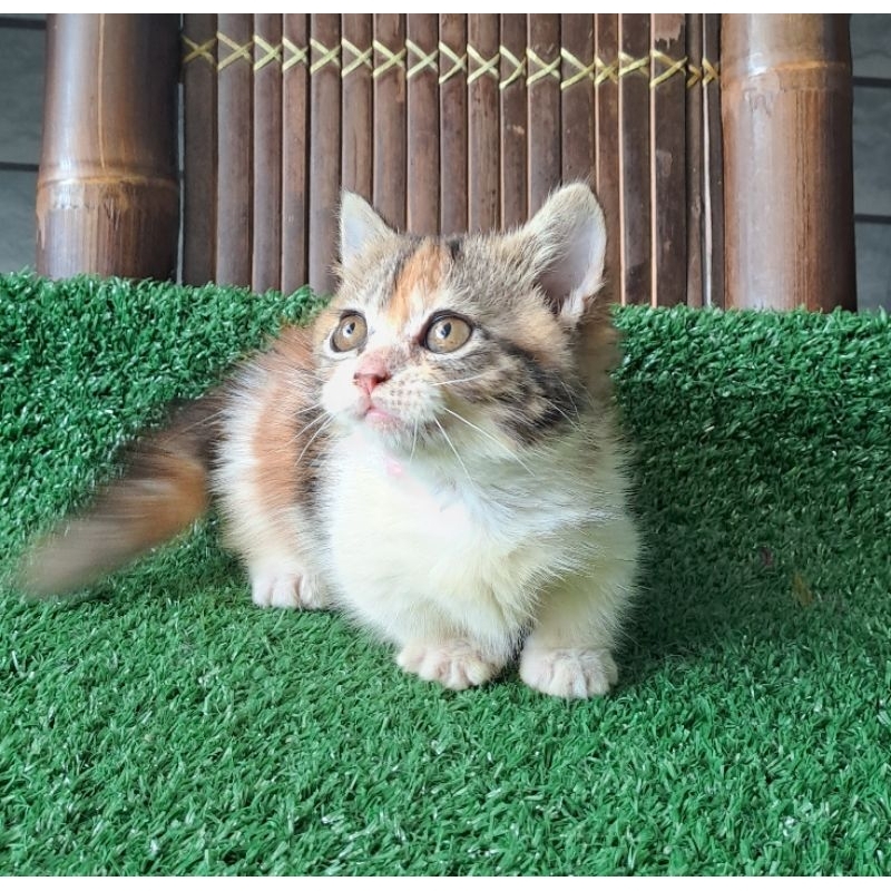 Anak kucing anggora/kitten munchkin betina/kucing cebol betina