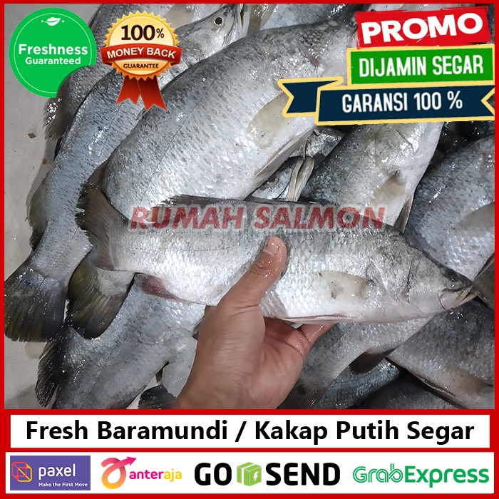 

Ikan Kakap Putih Segar / KAKAP PUTIH FRESH IKAN BARAMUNDI / White Snapper PRAKTIS