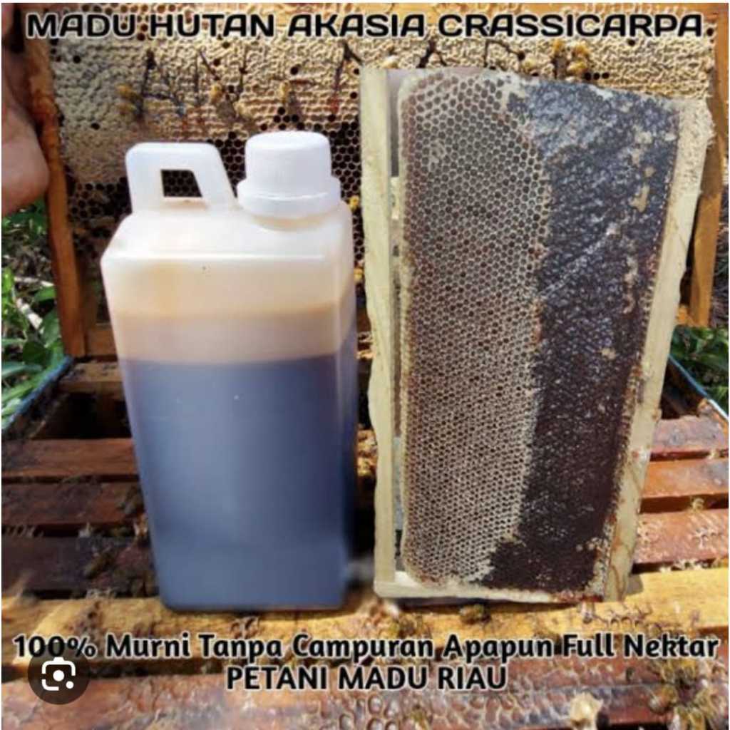 

Black Acacia Honey / Madu Akasia Acasia Madu Hutan Hitam Riau Jambi