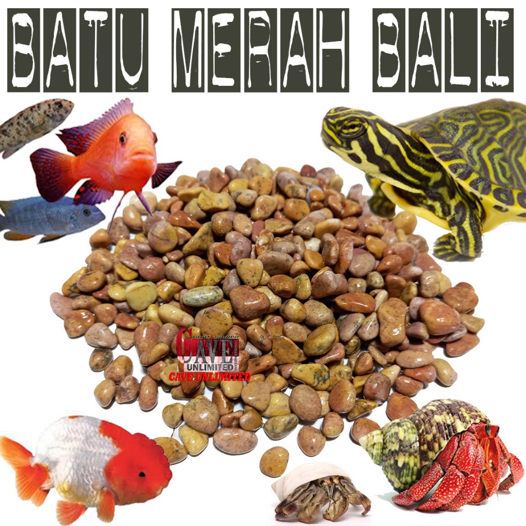 BATU KERIKIL KORAL MERAH BALI WARNA ALAMI ALAS DASAR AKUARIUM KOLAM IKAN KANDANG REPTILE KURA-KURA A