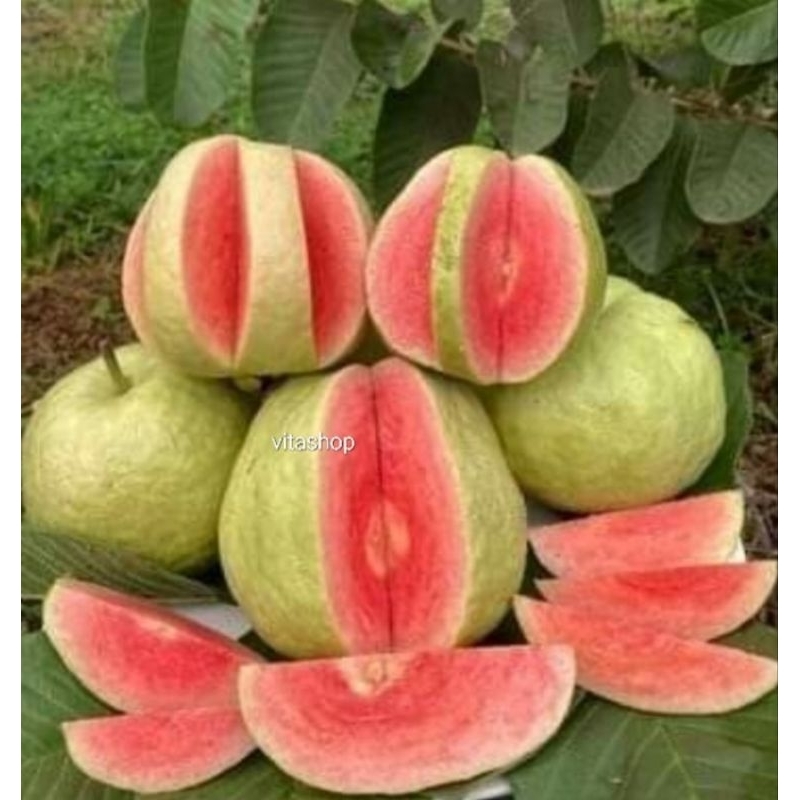 

JAMBU KRISTAL MERAH FRESH 1kg