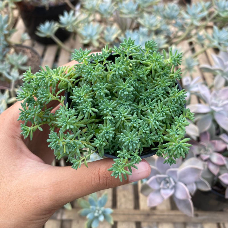 Sedum Bithynicum / Sukulen Sedum Premium