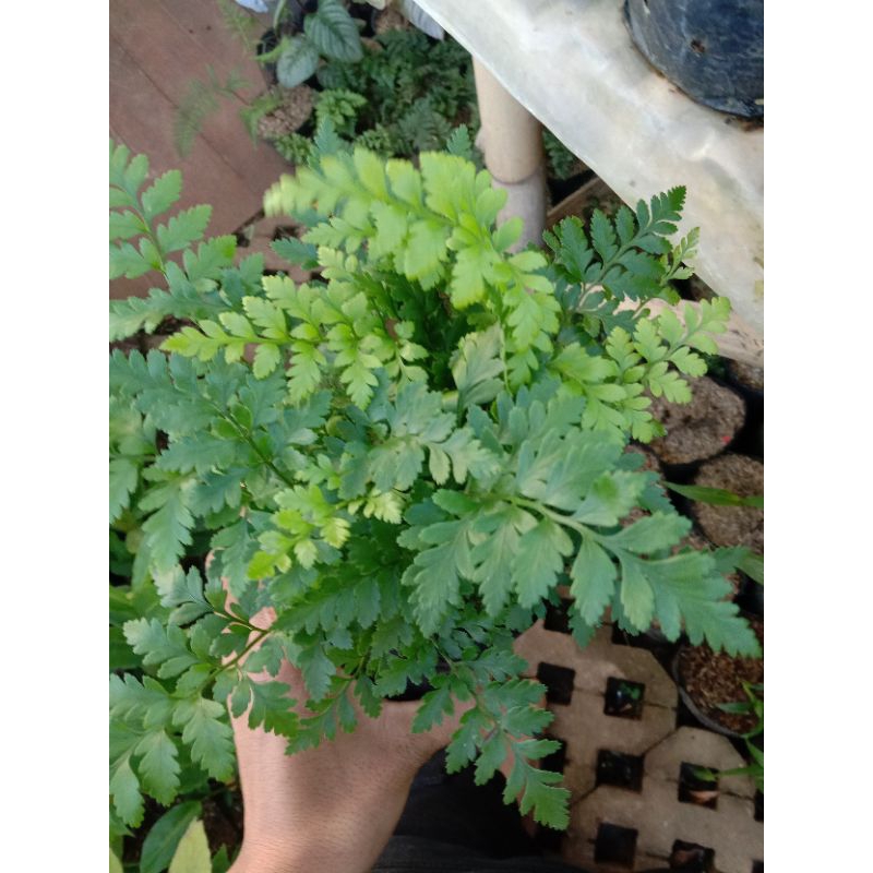 tumbuhan paku pakuan pakis