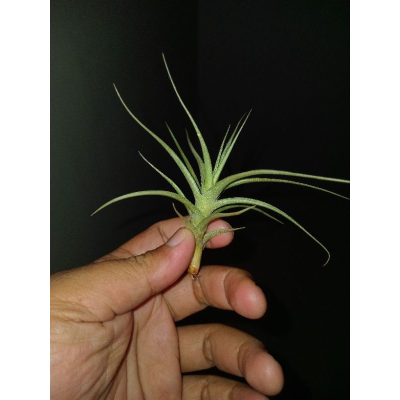 Tillandsia bergeri