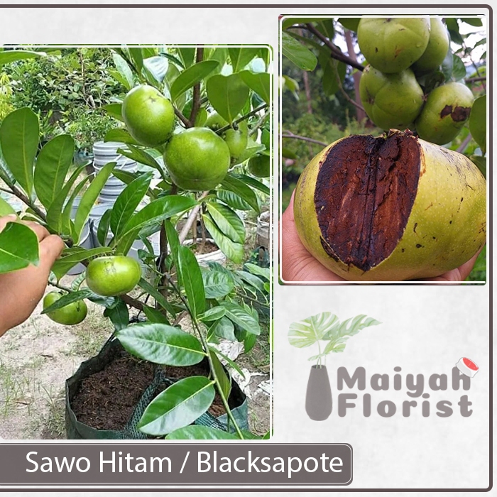 Bibit Tanaman Buah Blacksapote - Sawo Hitam - Diospyros Nigra - Kesemek Hitam