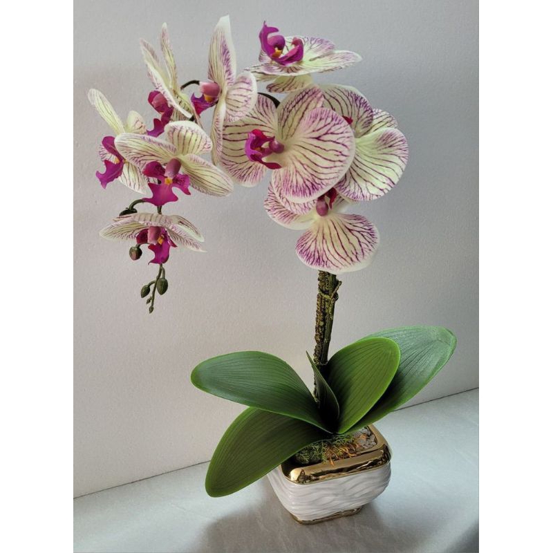 anggrek dendrobium anggrek macan dewasa siap berbunga