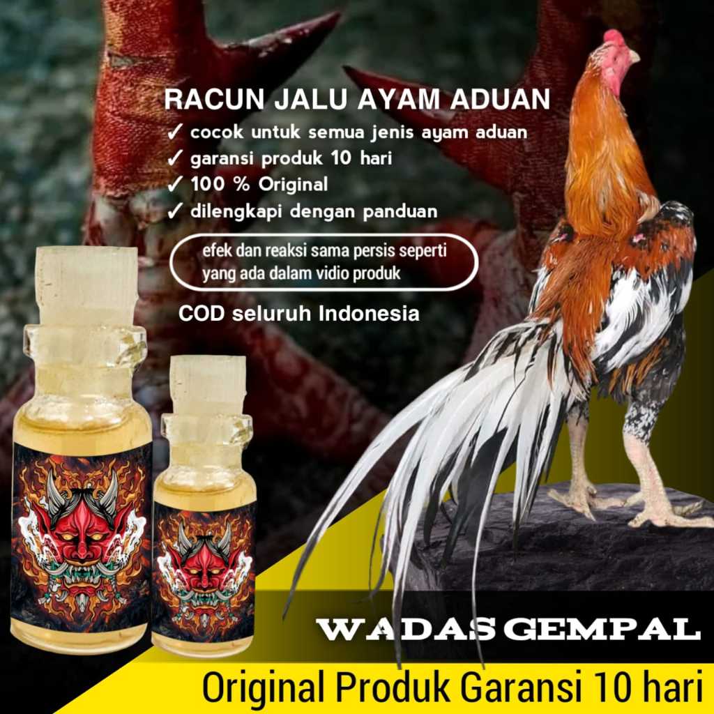 doping ayam bangkok aduan pakhoy brutal racun jalu wadas gempal