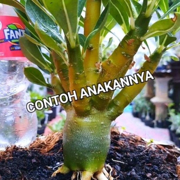 Adenium Arabicum Yellow - indukan