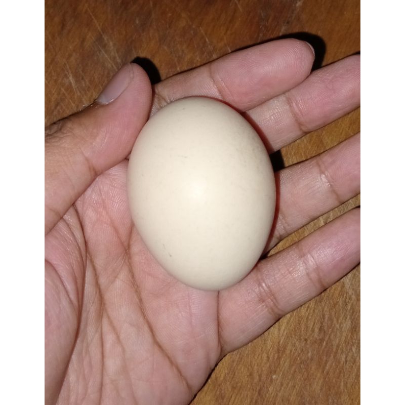 

telur ayam kampung asli