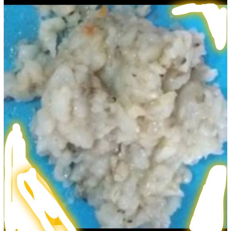 

udang cincang segar
