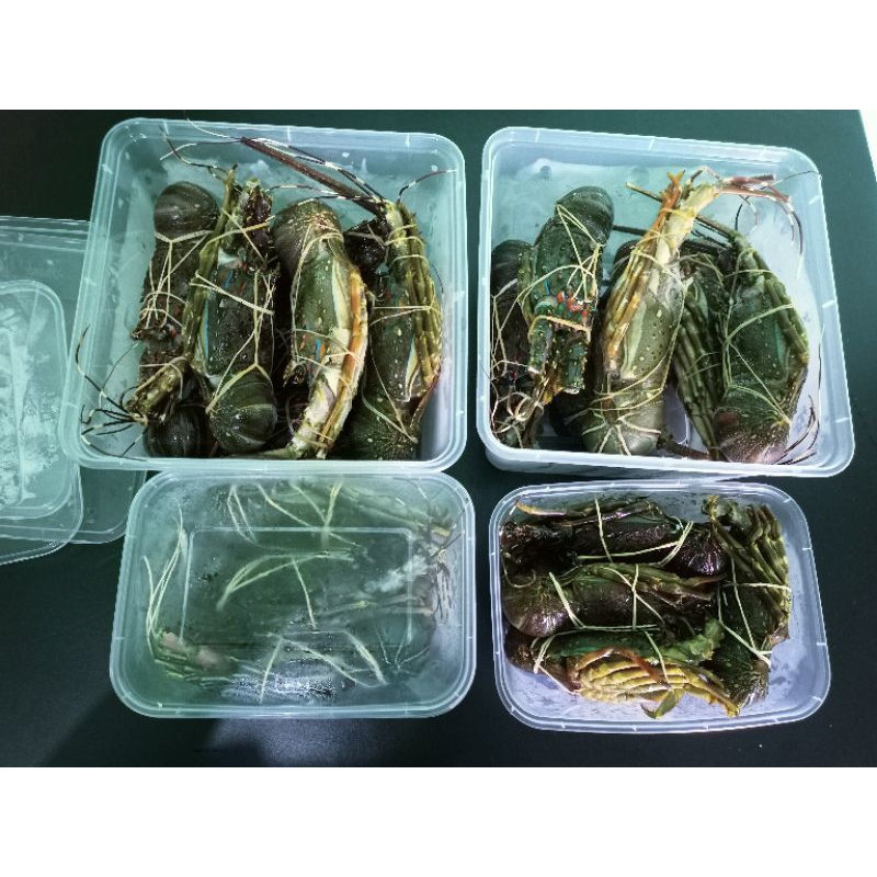 

lobster laut siap masak
