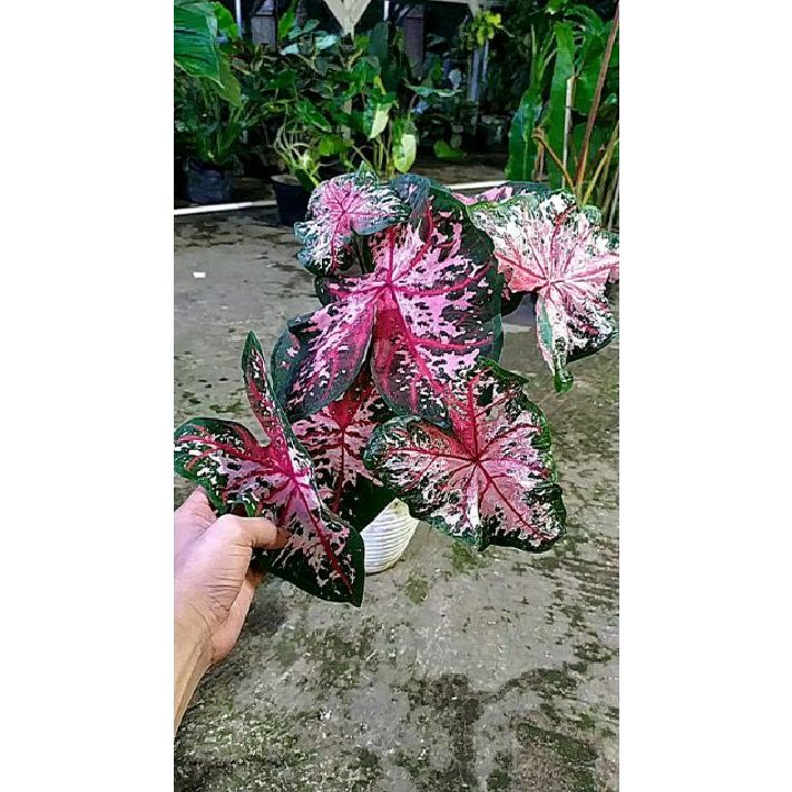tanaman hias caladium worton