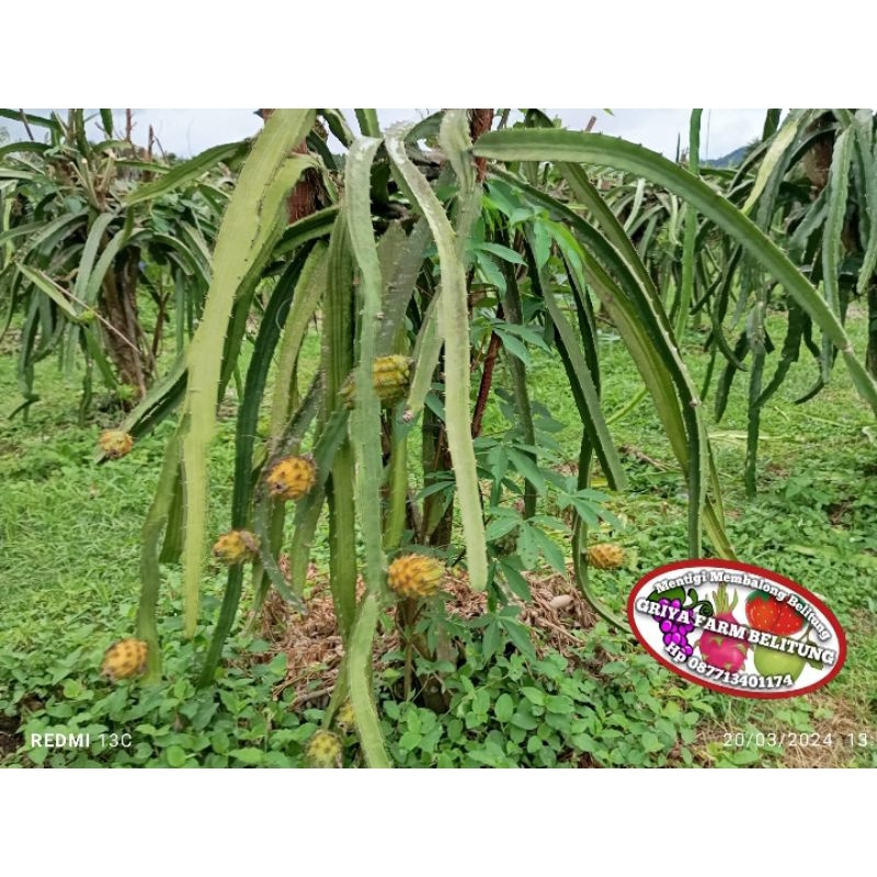 Bibit Buah Naga Kuning Palora Equador Super Genjah