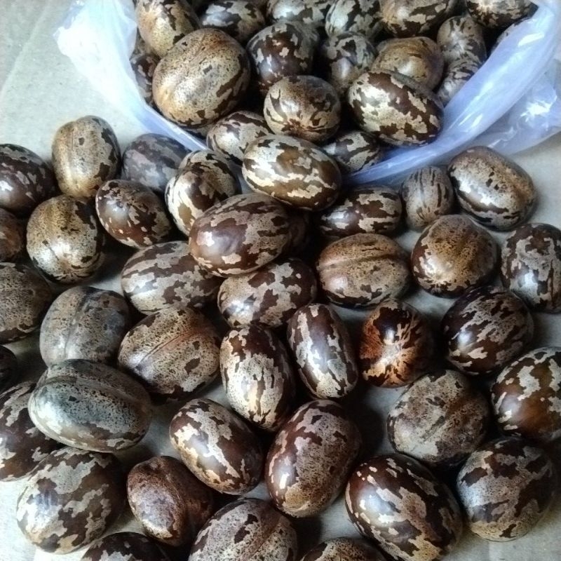 Biji karet untuk semai kualitas unggul