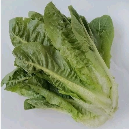 

sayur segar selada baby romain xanadu lettuce romain