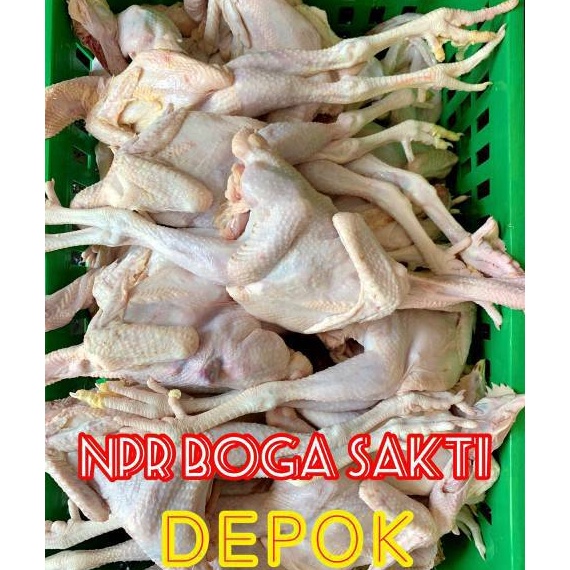 

Terlaku Ayam Pejantan Fresh Ayam Kalasan Fresh Harga Distributor