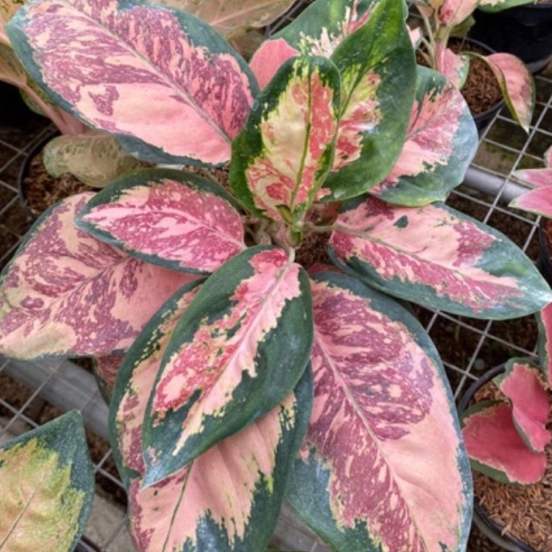 HARGA BERSAHABAT Tanaman Hias Aglonema  Aglaonema