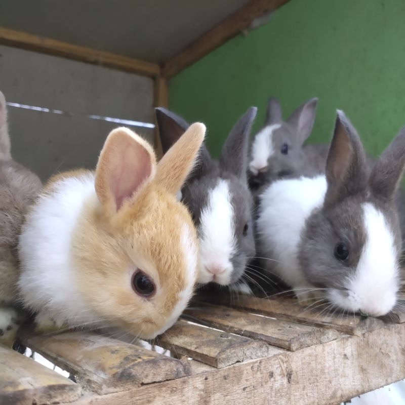 kelinci lokal bandung