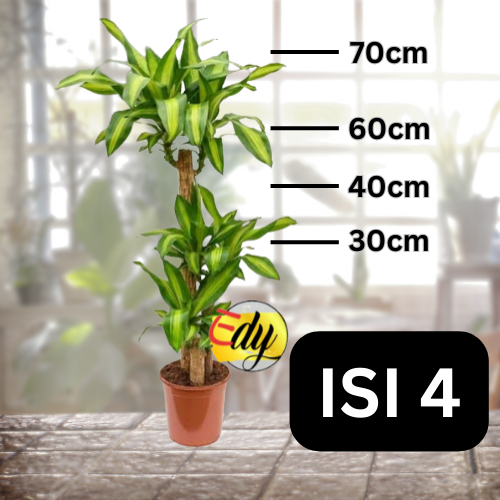 Pohon Hanjuang Kuning ISI 4 - 70/60/40/30 cm Andong Golden Sukabumi - Dracaena Fragrance