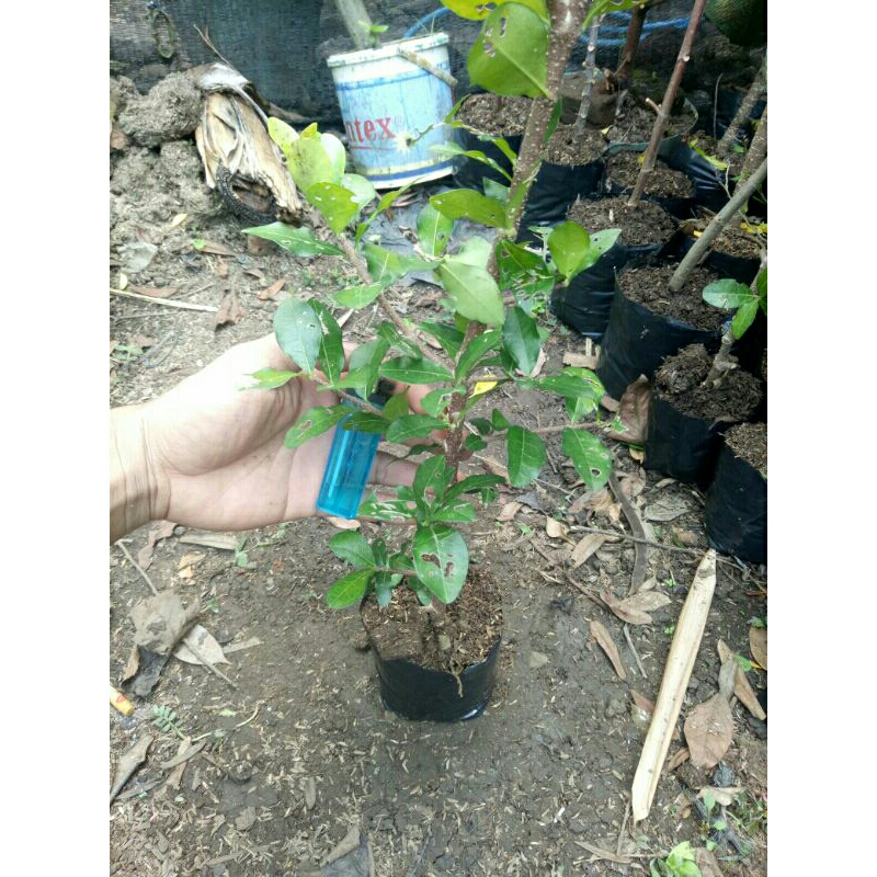 bibit sianci cery barbados