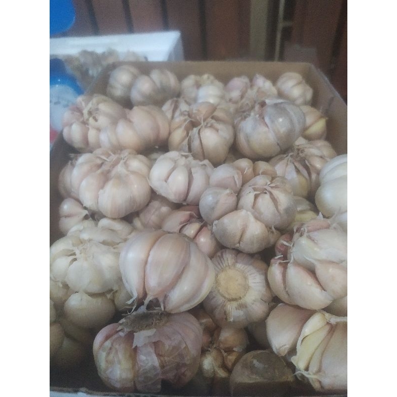 

Bawang Putih fresh garlic