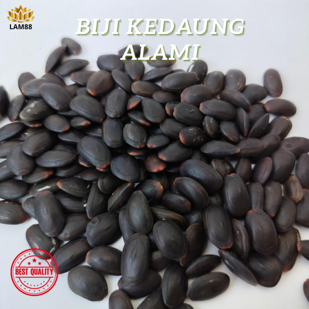 

Biji Kedawung kering | biji Kedaung kwalitas bagus
