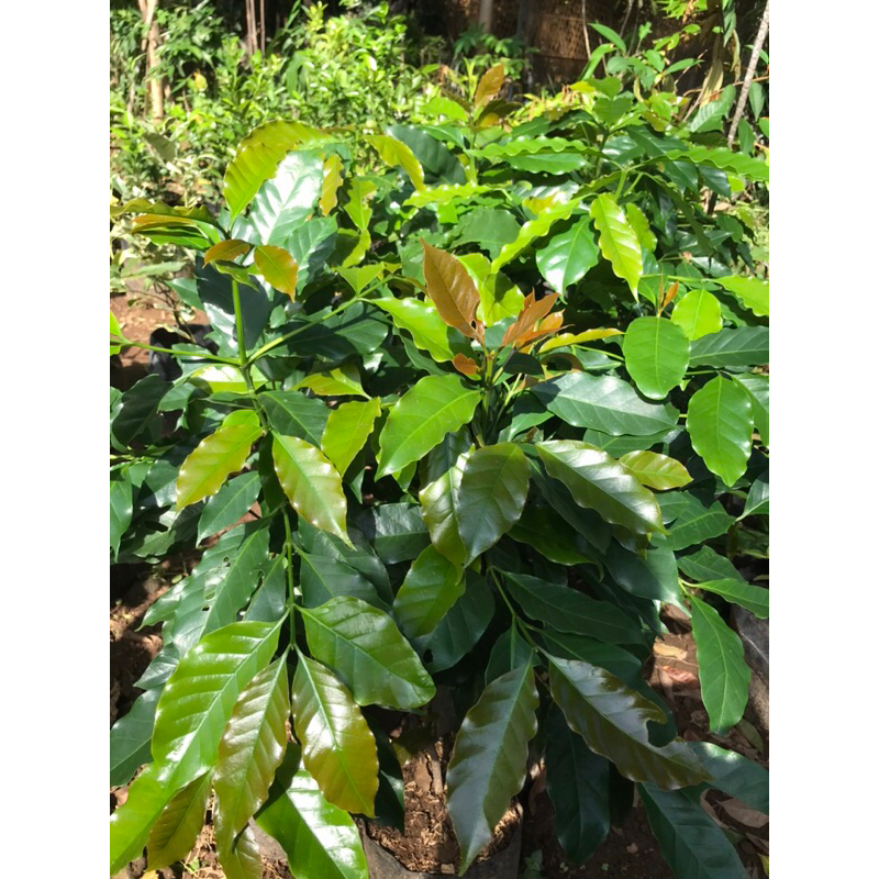 bibit pohon kopi arabika | bibit pohon kopi