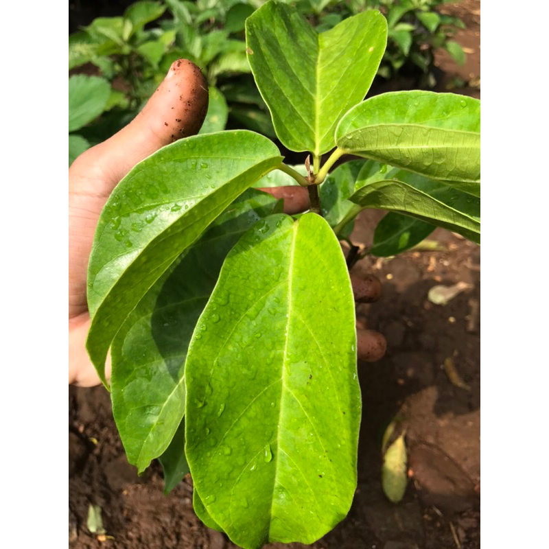 bibit pohon cincau perdu | pohon cincau perdu