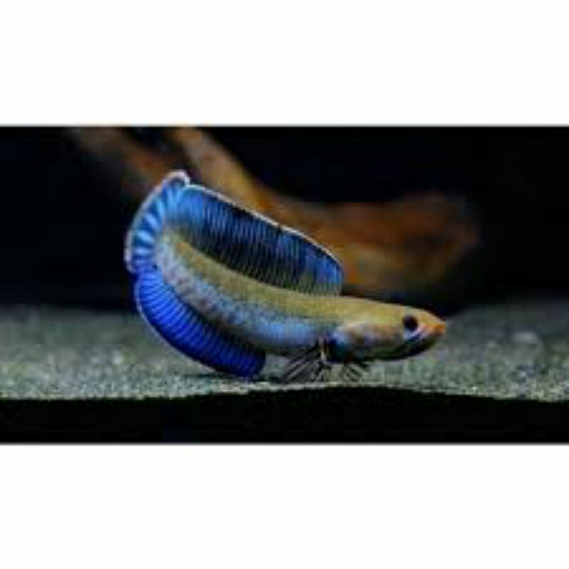 chana andrao 6-7 cm singgle tank