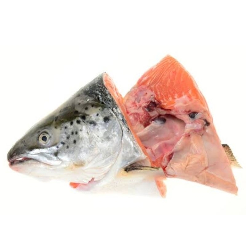 

kepala ikan salmon fish Norway Atlantic