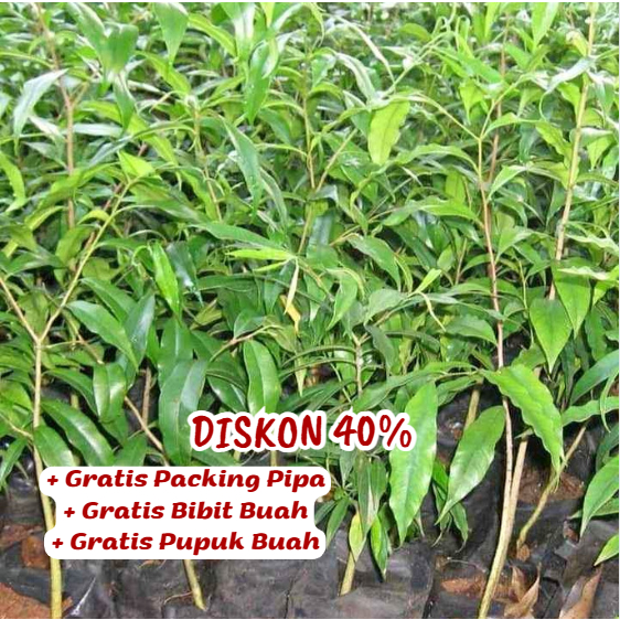 Bibit / Pohon Kayu Gaharu Kualitas Super UNGGULAN