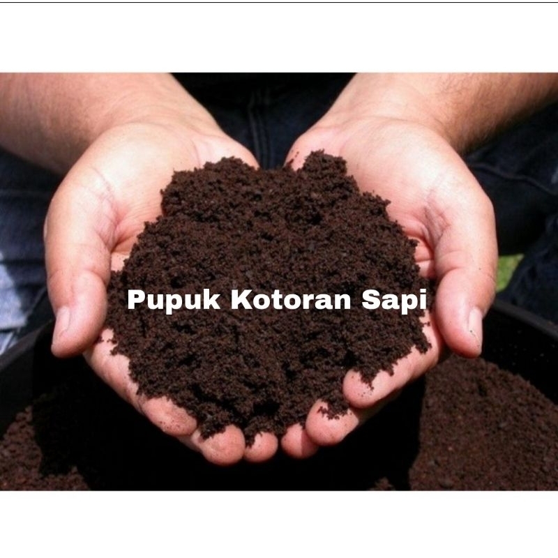Media Tanam Pupuk Organik Kotoran Sapi