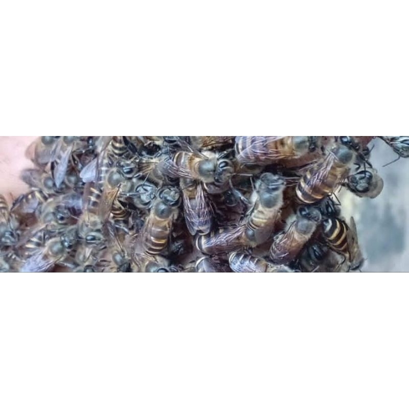 

Madu Lebah Melifera