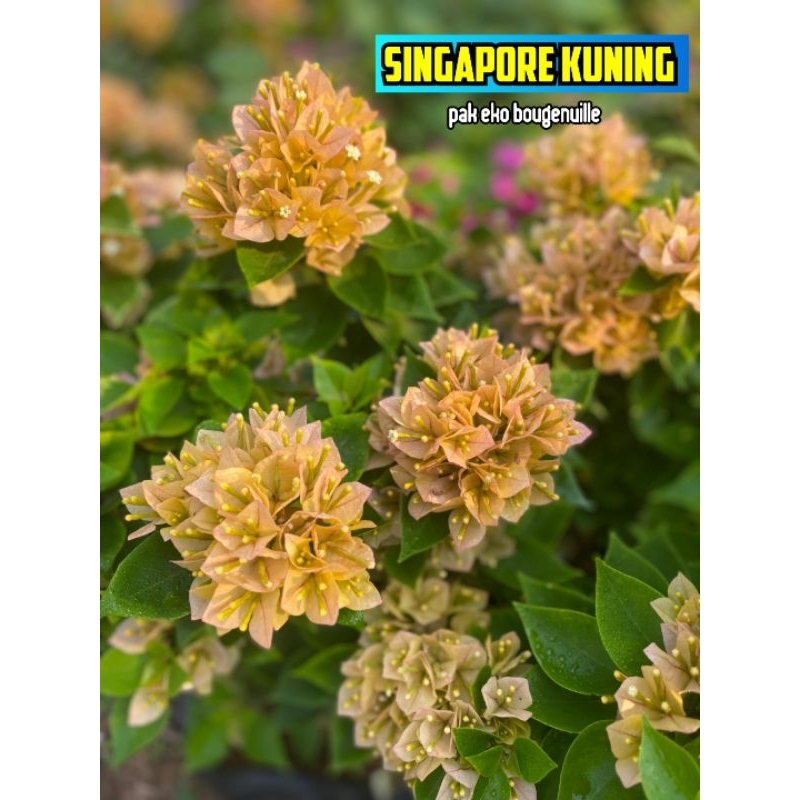 Bougenville singapore kuning