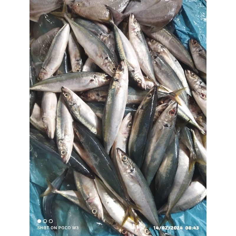 

Ikan dencis