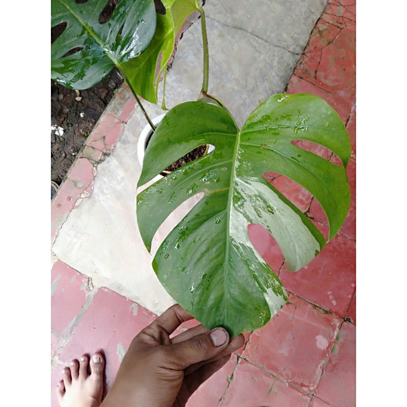 monstera white Tiger