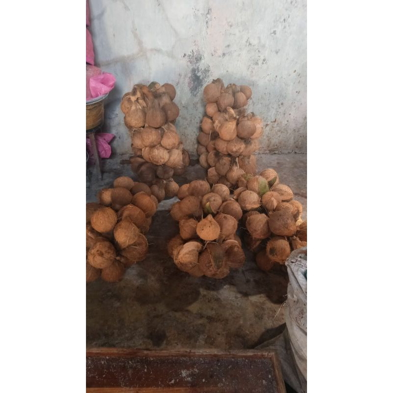 

kelapa tua
