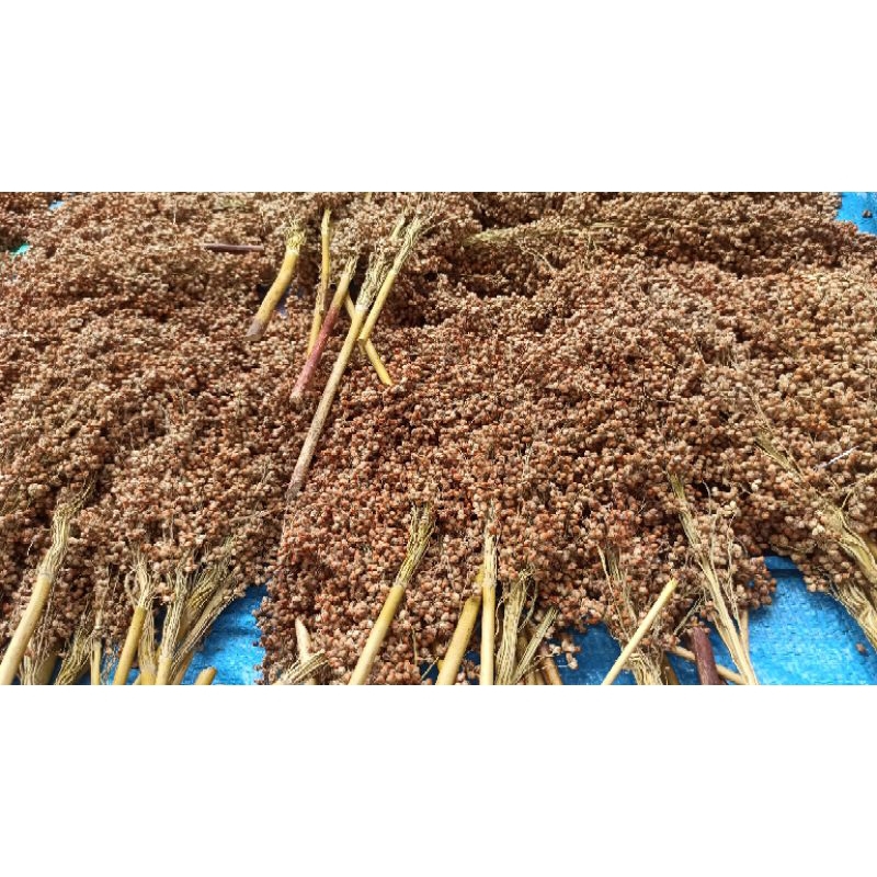 [Happy Hamster] RED SORGUM Tangkai | WHITE SORGUM | Sorghum merah 1kg | Black sorgum | sprays hamste