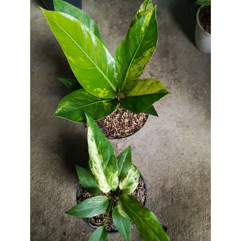 tanaman hias  ANTURIUM gc var/ hokeri var