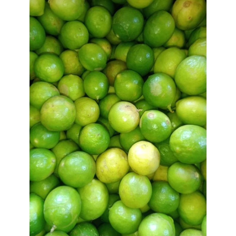 

JERUK NIPIS PETIK LANGSUNG DARI KEBUN