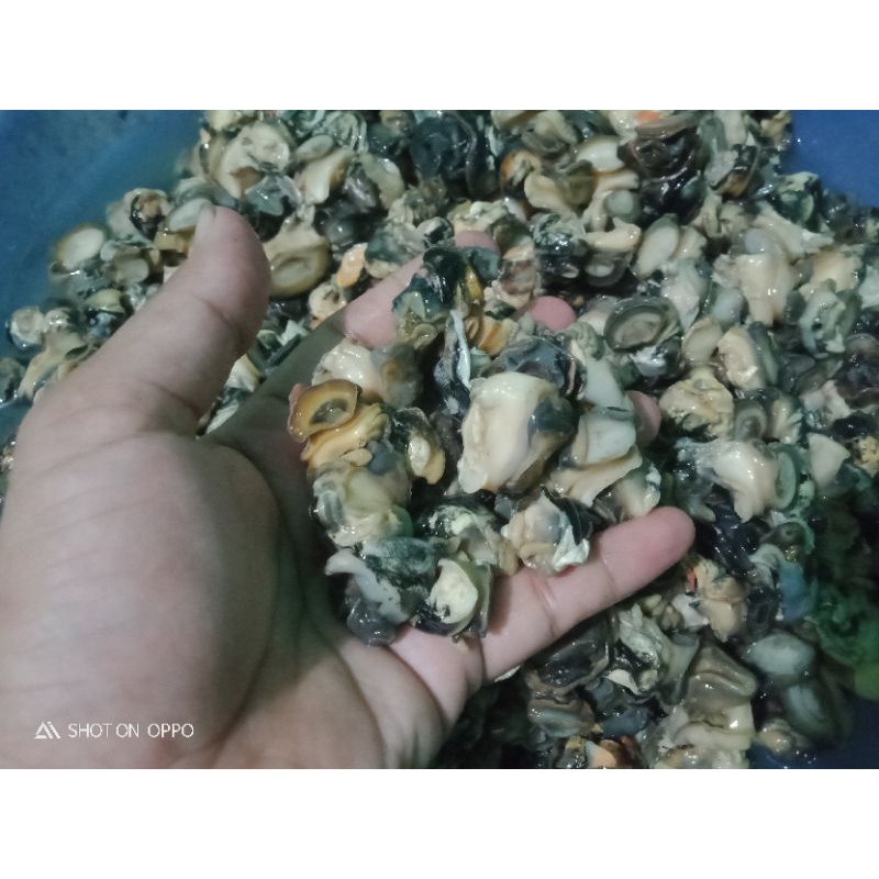 

DAGING SIPUT SAWAH 1 KG /1000 g SIAP OLAH