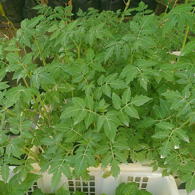 bibit tomat cery super tinggi 15cm± khusus wilayah Batam