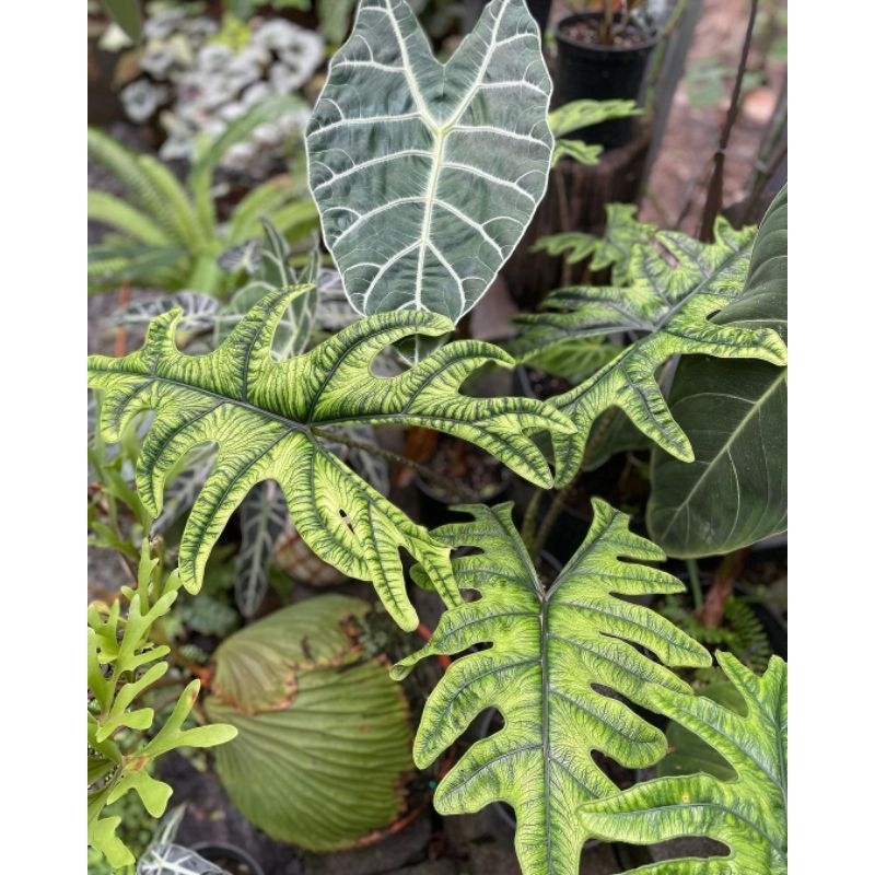 alocasia jacklyn