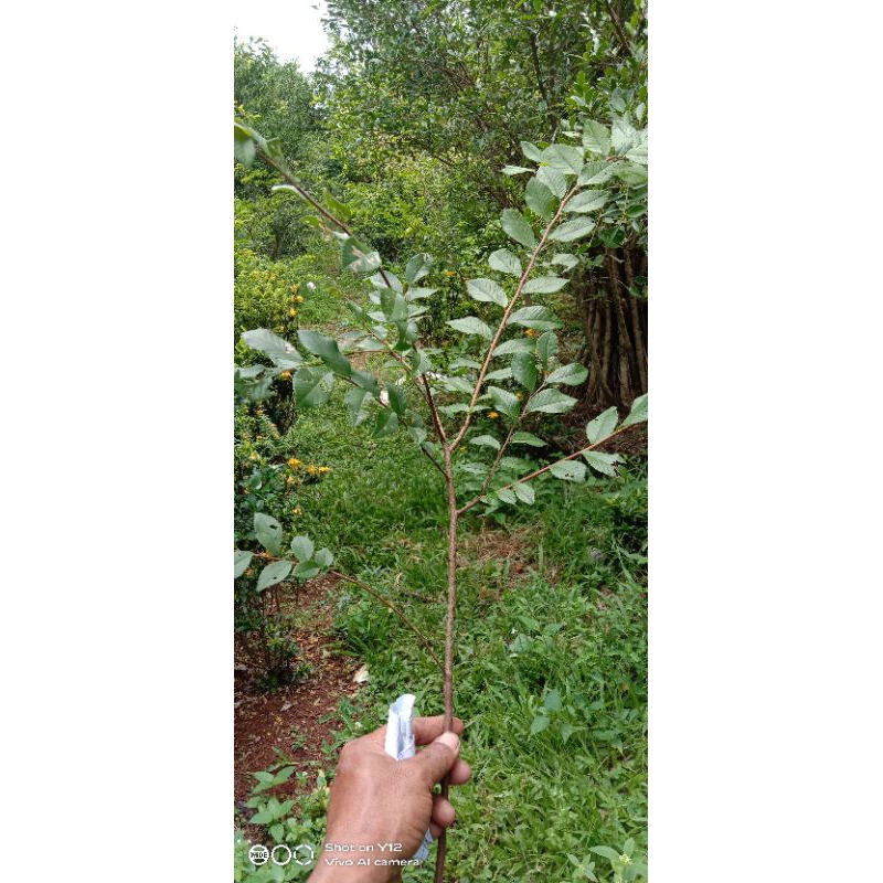 bibit ulmus cangkok 30-50cm