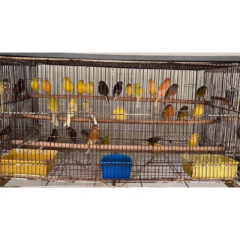 BURUNG KENARI GACORAN DAN BAHAN SERI LOPER