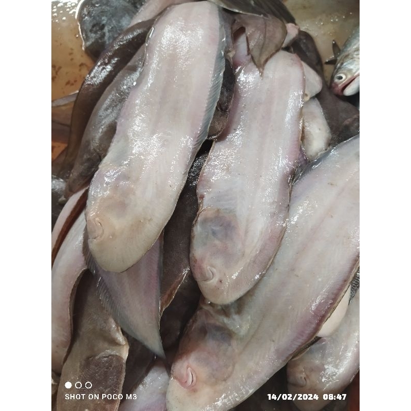 

Ikan lidah