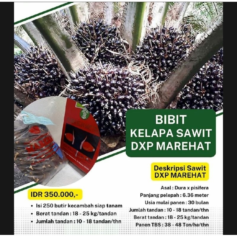 Bibit benih sawit MAREHAT unggul ber sertifikat